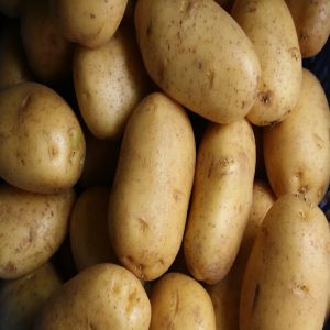 O que acontece com batatas após 450 dias?