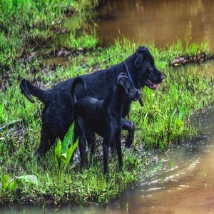 Os benefícios de farejar para os cães