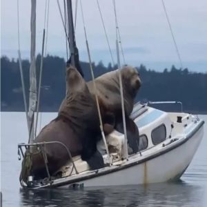 Imagens mostram coisas que são maiores do que você pensa #2