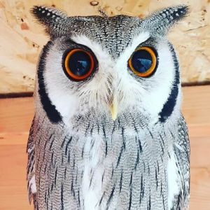 42 fotos fofas de corujas que destacam a beleza dessas criaturas noturnas