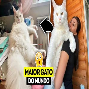 10 curiosidades incríveis que podem ser uma explosão de informação