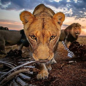 Leões da África, lindos e majestosos brilham nas lentes deste fotógrafo