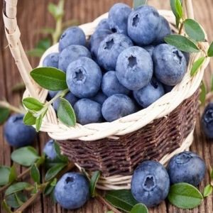 10 benefícios do mirtilo para saúde e como consumir