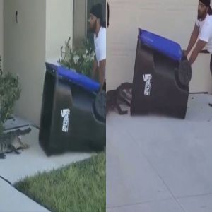 Brave pega jacaré com uma lata de lixo e o leva de volta para a água