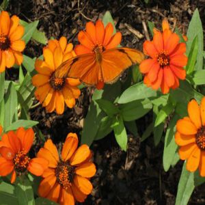 Padrões de camuflagens incríveis da natureza