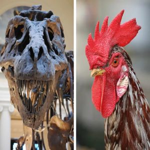 Aves são dinossauros e peixes não existem: desvendando os mistérios da classificação biológica