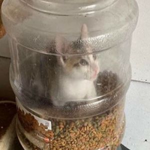 Como eu saio daqui, humano?