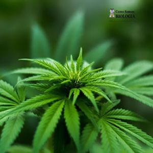 O que sabemos cientificamente sobre a Cannabis