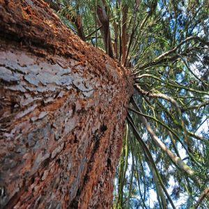 O gigante verde: conheça as sequoias gigantes