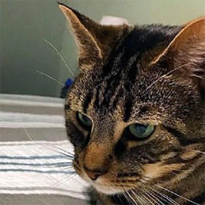 Esse é o brinquedo?