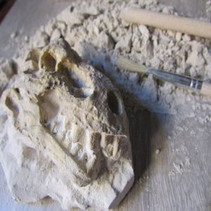 Fósseis: desvendando a vida no passado