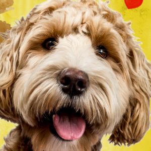 Animais engraçados 2022 - cães e gatos fazendo coisas engraçadas