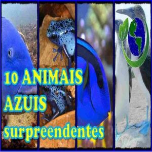 10 Animais Azuis Surpreendentes