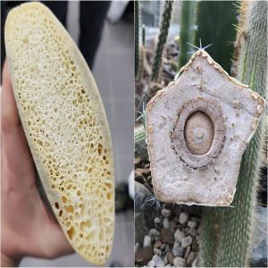 17 Coisas comuns que escondem muitos segredos de nós