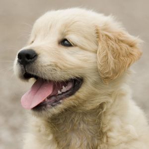 Como Deixar a Pelagem do Seu Cachorro Brilhando: Dicas para Pelos Incríveis