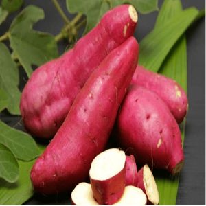 Batata doce: é a chave para o fim da gastrite e úlceras