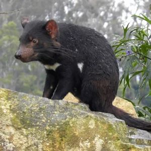 O câncer pode ser contagioso entre alguns animais