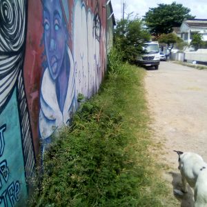 Capinação x Cachorro