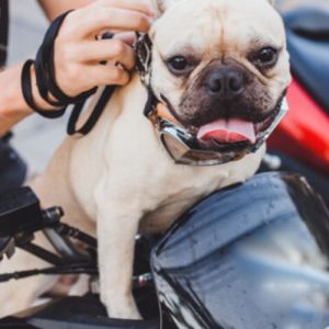 Por que Cachorros Correm Atrás de Motos nas Ruas? Descubra o Comportamento Canino