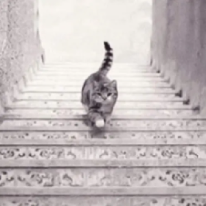 O gato está subindo ou descendo a escada? Veja a resposta e o que isso revela sobre sua personalidade