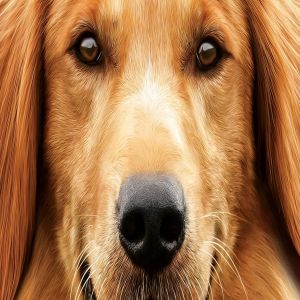 Conheça os 10 mais determinados cães do cinema
