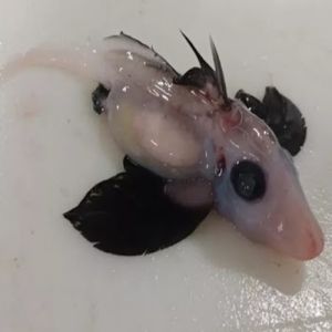 Raro bebê tubarão-fantasma é encontrado