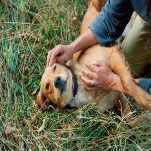 Dirofilariose: doença transmitida por mosquitos