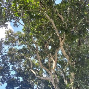 O cristão e o meio ambiente – a ordem da criação