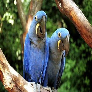 16 pássaros mais bonitos e incomuns do Mundo