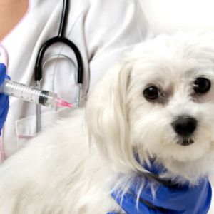 Por Que Você Nunca Deve Atrasar as Vacinas do seu Cachorro