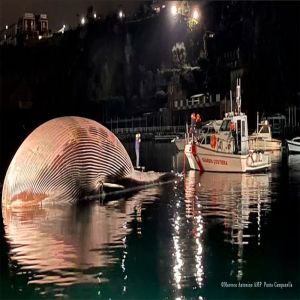 A segunda maior baleia do mundo da espécie Finback é encontrada morta