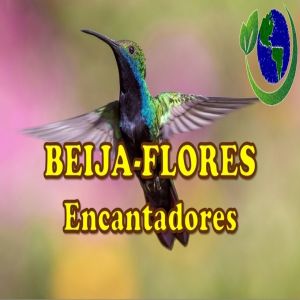 Beija-flores Encantadores