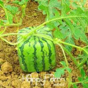 10 fatos surpreendentes sobre o Japão