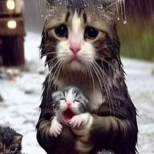 Não façam isso com nossas velhinhas