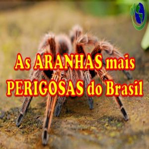 As aranhas mais perigosas do Brasil