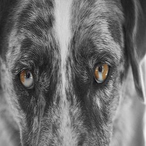 Como os animais enxergam o mundo