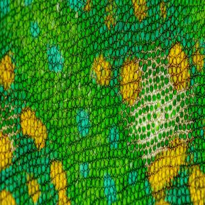 As perguntas mais curiosas do reino animal