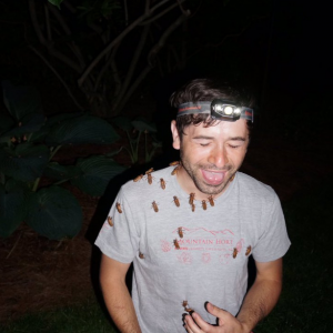 Bilhões de cigarras invadem Estados Unidos após 17 anos de preparação