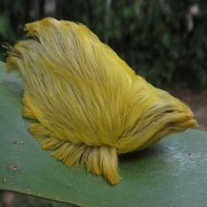 6 insetos mais violentos do mundo