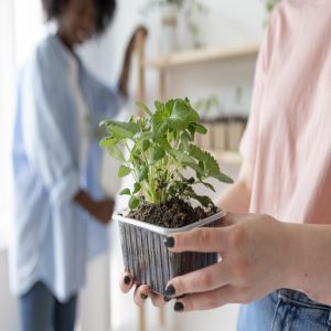 Plantas comestíveis: conheça 7 espécies para cultivar em casa