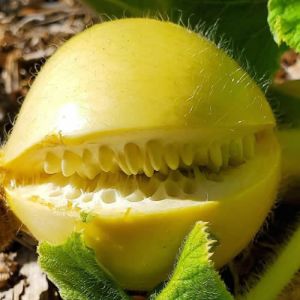 15 vezes em que as coisas fingem ser outra coisa para enganar o nosso cérebro