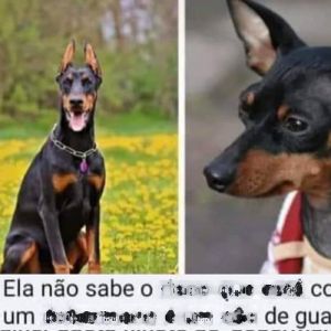 Ele só falou a mais pura verdade