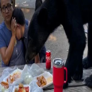 Urso invade piquenique de família mexicana