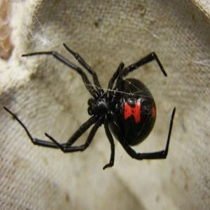 5 animais com capacidades incomuns