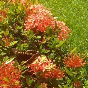 Padrão bíblico de valores