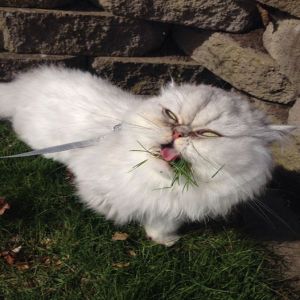 Os animais menos fotogênicos que você já viu