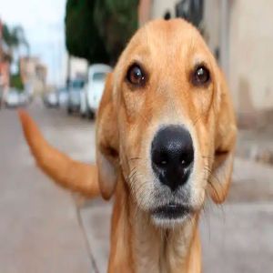 Vai ser lançado filme sobre o cachorro caramelo?