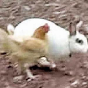 Um coelho nervoso que ataca as pessoas e namora uma galinha