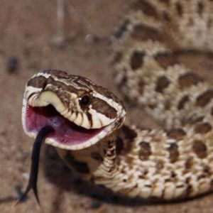 Essa cobra insiste em se fingir de morta a qualquer custo