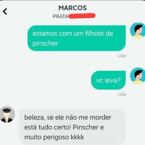 Filhotes de pinscher – Pequeno, atrevido e sempre no banco de trás